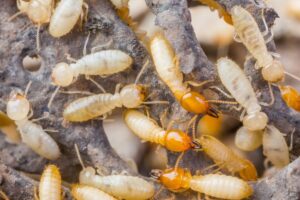 Traitement du bois, insectes par Sublime Habitat